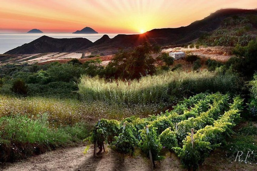 A vineyard with rows of grapevines, a dirt path, and a sunset over the ocean with distant islands. 4