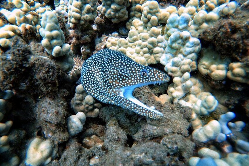 Aloha! Scuba diving in Maui is fun when you dive with eels in Maui! The best dives near me and you provide encounters with turtles, sharks, octopus, reef fish, whale song & more! 2