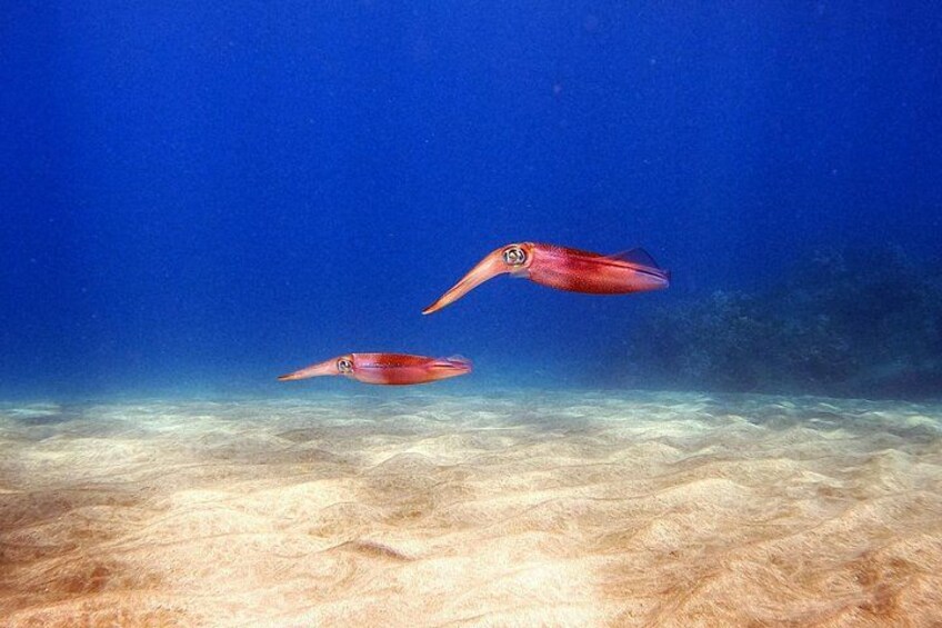 Aloha! Scuba diving in Maui is fun when you dive with squid in Maui! The best dives near me and you provide encounters with turtles, sharks, octopus, reef fish, whale song & more! 3