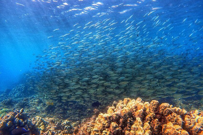Aloha! Scuba diving in Maui is fun when you dive with a baitball of fish in Maui! The best dives near me and you provide encounters with turtles, sharks, octopus, reef fish, whale song & more! 4