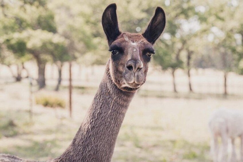 Ein Lama mit braunem Fell und großen Ohren steht in einem eingezäunten Bereich, Bäume sind im Hintergrund zu sehen. 4