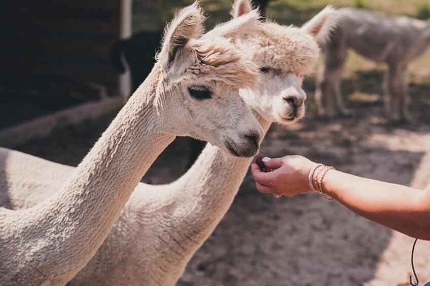 Eine Person füttert ein Lama. 3