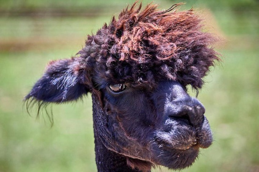 Ein Nahaufnahme des Gesichts eines Lamas vor Grün. 1