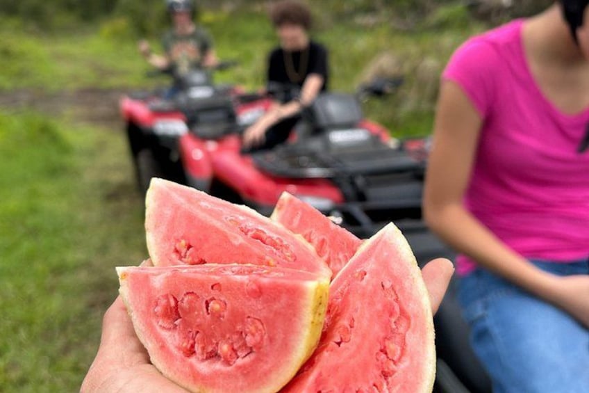 Savoring island flavors – picking tropical fruit from the tree on our Big Island ATV tour 2
