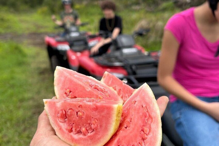 Savoring island flavors – picking tropical fruit from the tree on our Big Island ATV tour 2