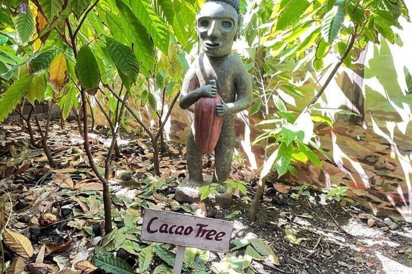 Cacao Plant 3