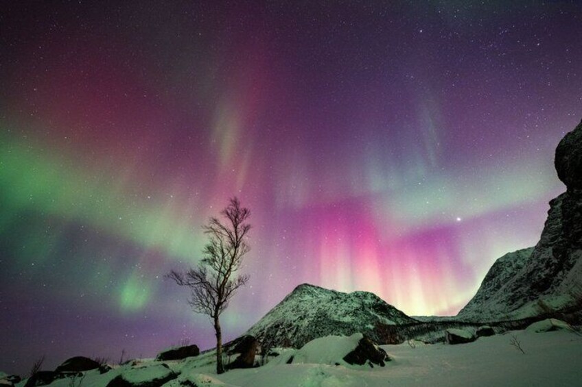 A snow-covered landscape with a tree and mountains under a night sky with the aurora borealis. 5