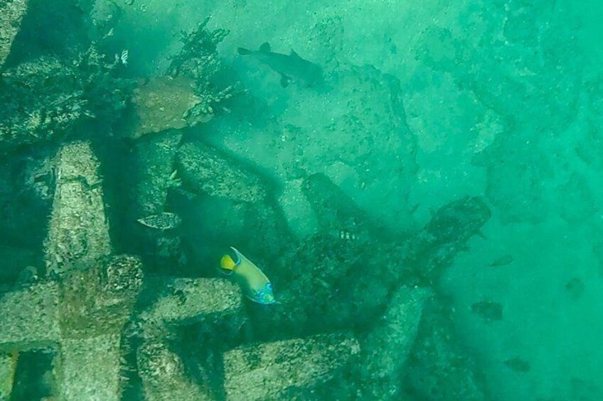 Fort Lauderdale: Combo Deal Snorkel Reefs, Kayak/SUP Mangroves 4