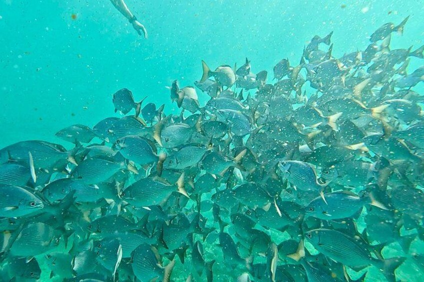Fort Lauderdale: Combo Deal Snorkel Reefs, Kayak/SUP Mangroves 3