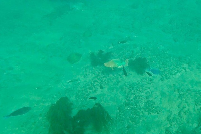 Fort Lauderdale: Combo Deal Snorkel Reefs, Kayak/SUP Mangroves 2