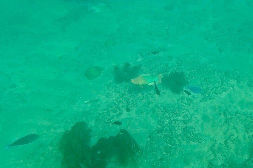 Fort Lauderdale: Combo Deal Snorkel Reefs, Kayak/SUP Mangroves 2