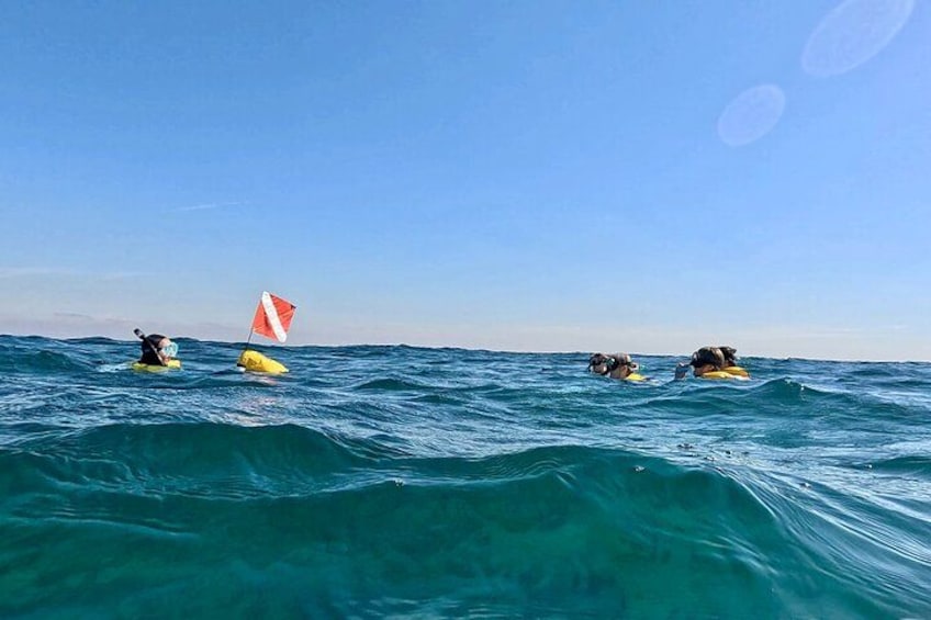 Fort Lauderdale: Combo Deal Snorkel Reefs, Kayak/SUP Mangroves 5