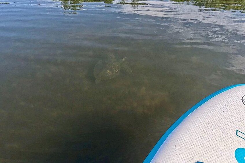 Fort Lauderdale: Combo Deal Snorkel Reefs, Kayak/SUP Mangroves 5