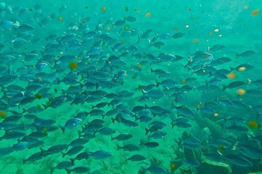 Fort Lauderdale: Combo Deal Snorkel Reefs, Kayak/SUP Mangroves 5