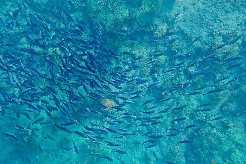 Fort Lauderdale: Combo Deal Snorkel Reefs, Kayak/SUP Mangroves 4