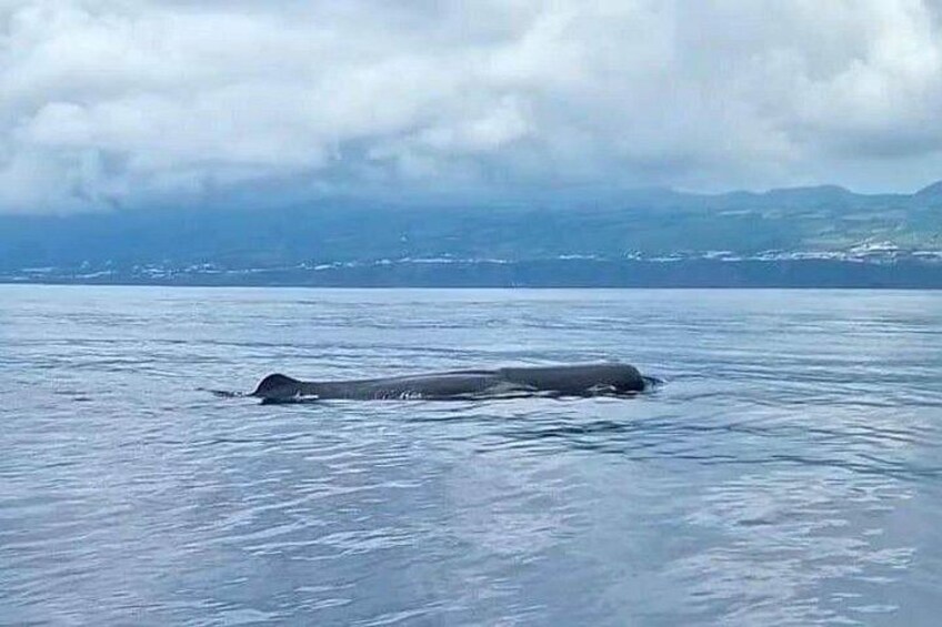 Whale staying afloat in ilheu da vila franca 2