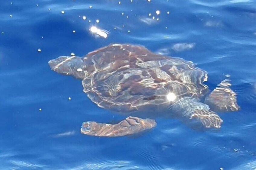 A turtle swimming in the ocean. 4