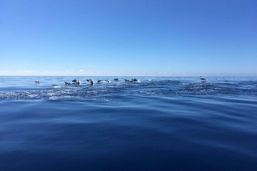 group of dolphins playing around in azores 2