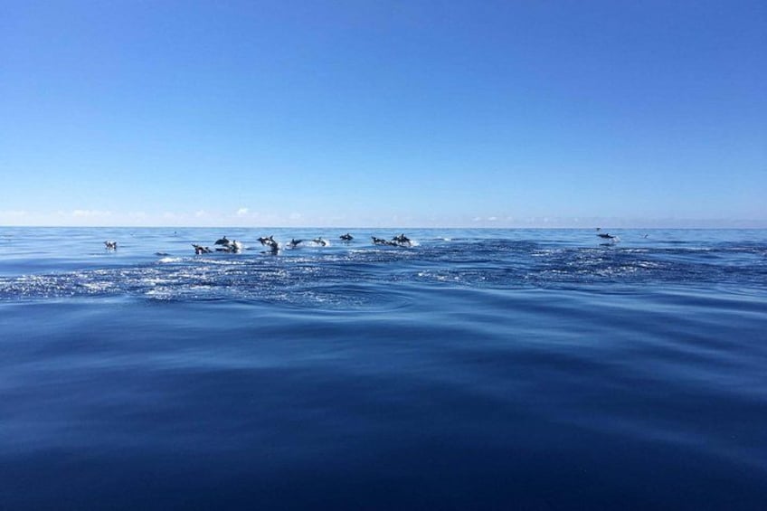 Een groep dolfijnen zwemt in de oceaan onder een helderblauwe lucht. 2