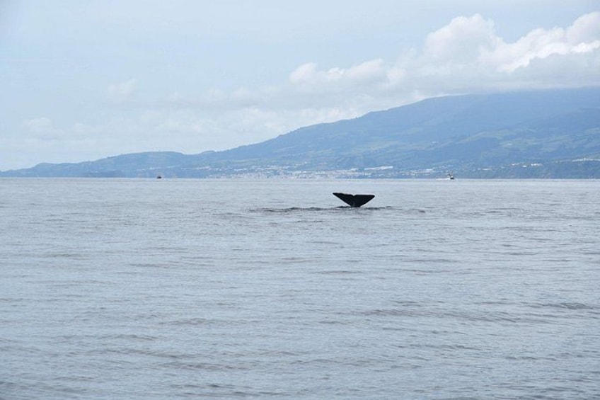 Whale diving in São Miguel island 3