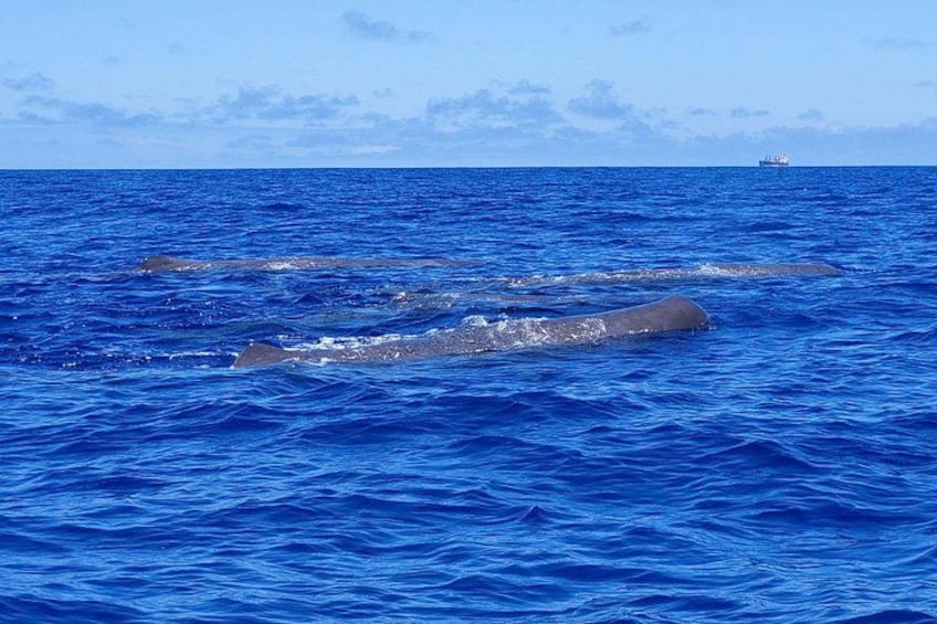 Whales on the surface in Vila Franca do Campo, Azores 4