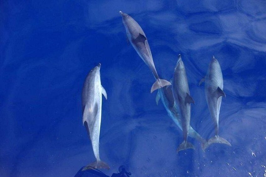 Dolphins swimming along our tour 3
