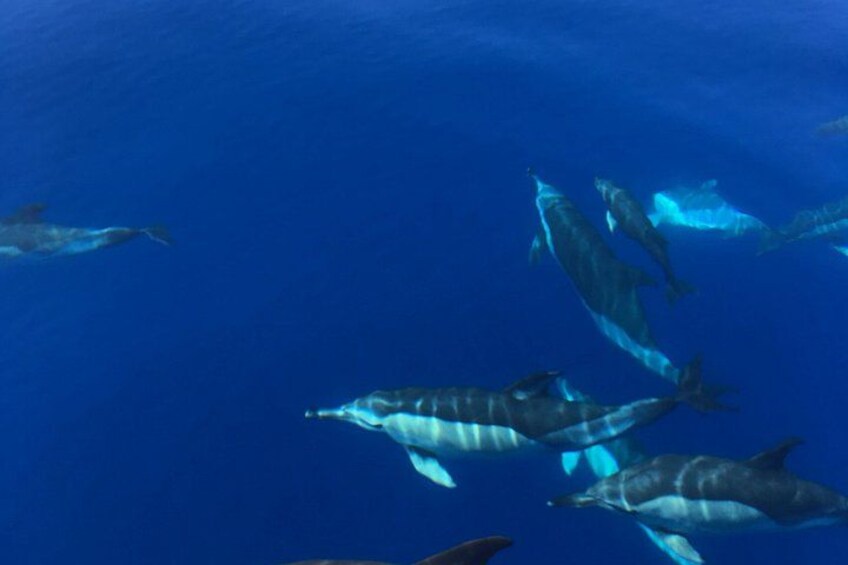 a group of friendly dolphins following us along the south coast of são miguel in vila franca 2