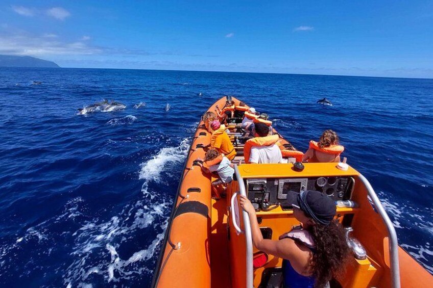 Speedboat tour with dolphins ahead 3