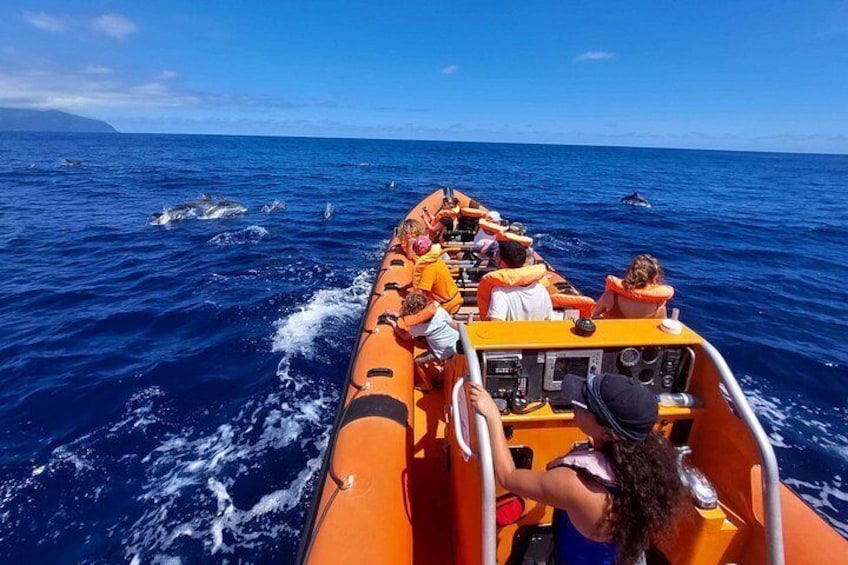Speedboat tour with dolphins ahead 5