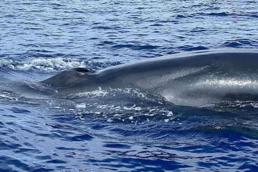 sperm whale in its natural habitat 2