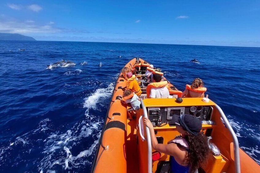Speedboat tour with dolphins ahead 4