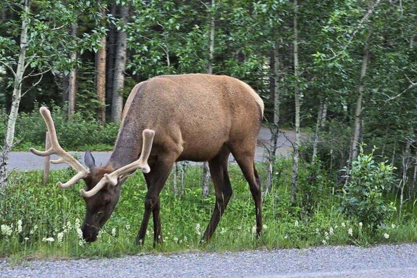 A deer with large antlers grazing near a road in a wooded area. 5