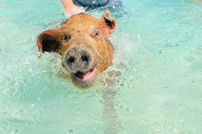A dog swimming in clear water. 1