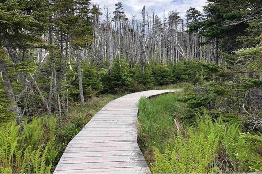 Hiking Trail at Louisbourg Lighthouse Scenic Coastal Views Tour 4