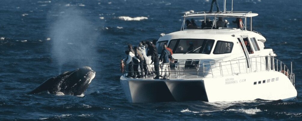 From Cape Town: Full-Day Hermanus Whale Watching Tour 1