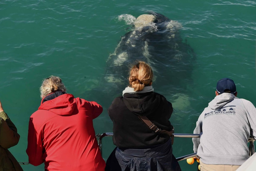 Picture 15 for Activity From Cape Town: Full-Day Hermanus Whale Watching Tour 3