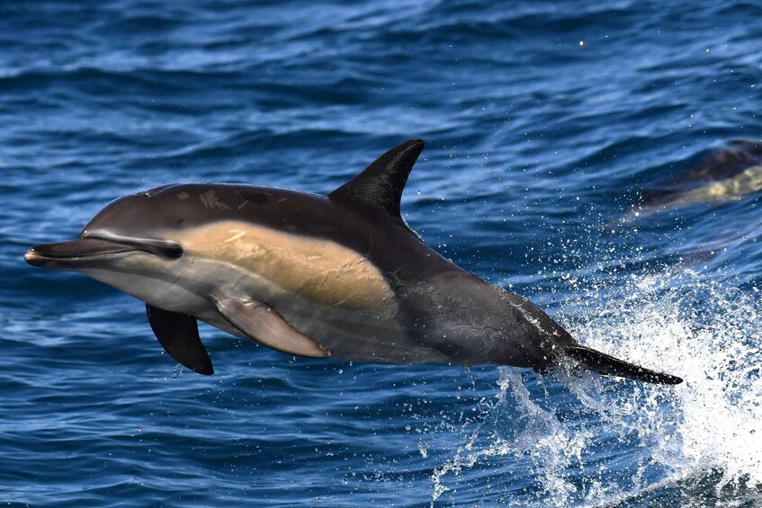 Picture 13 for Activity From Cape Town: Full-Day Hermanus Whale Watching Tour 4