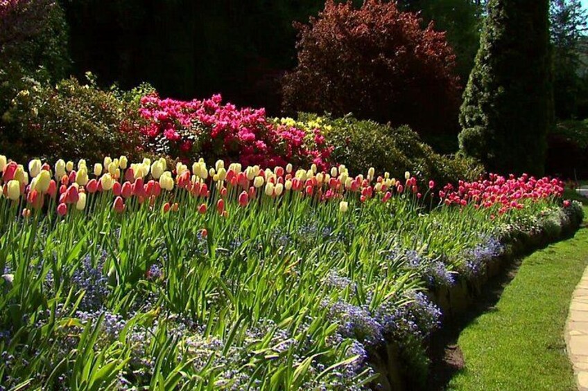 A garden with rows of tulips and other flowers. 4