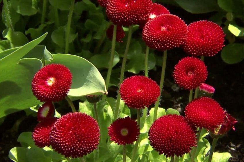 Red spherical flowers with green leaves. 3