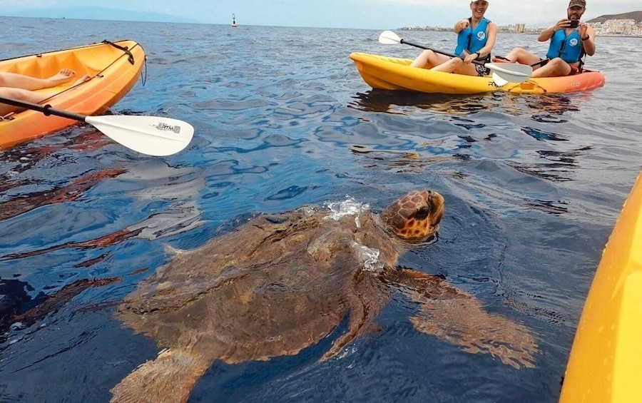 Una tortuga marina nadando cerca de kayakistas en un mar tranquilo. 1
