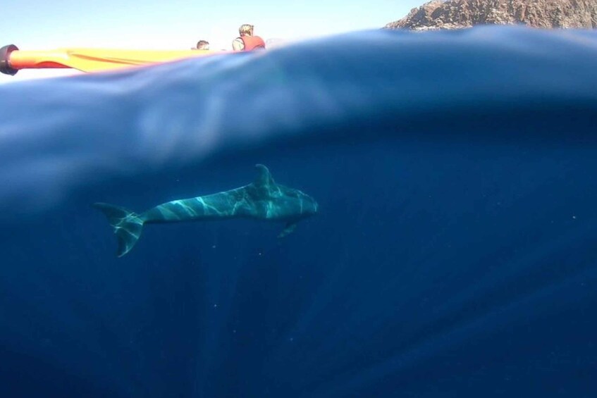 A person swimming underwater with a shark. 1