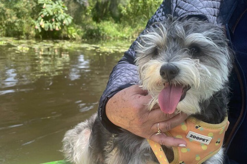 Un cane con un'imbracatura gialla con un'etichetta, tenuto da una persona. 3
