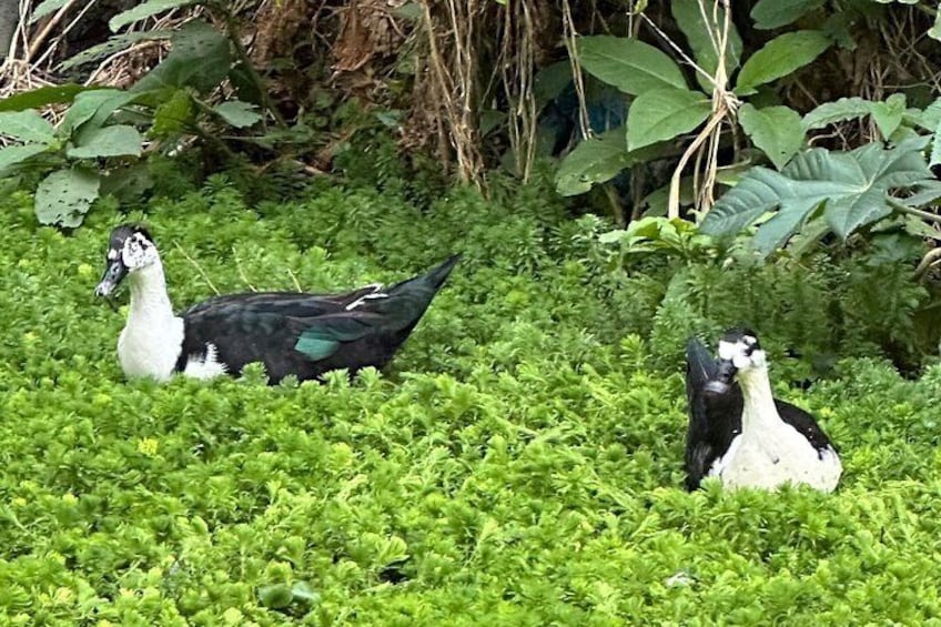 Patitos 2