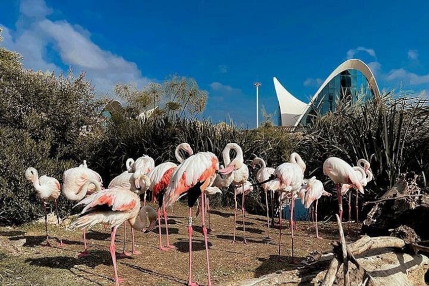 Flamingos in a natural setting with a modern building in the background. 3