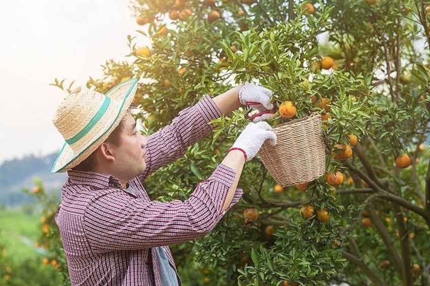 A person harvesting oranges from a tree. 4