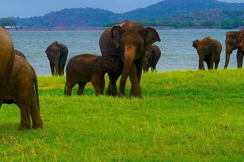 A group of elephants near a body of water with a grassy area in the foreground and hills in the background. 3