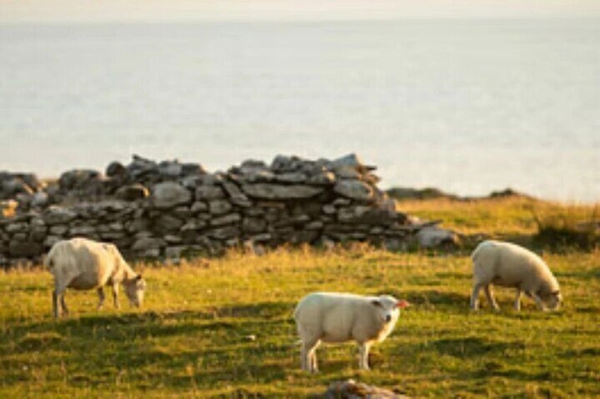Een stenen muur en drie schapen die grazen in een grasveld nabij het water. 4