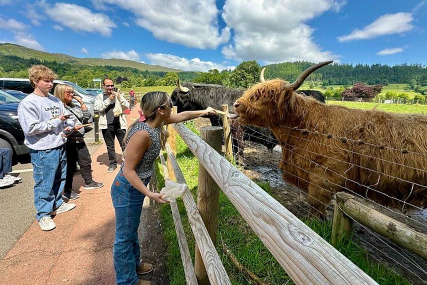 A group of people feeding a yak at a fenced enclosure. 1