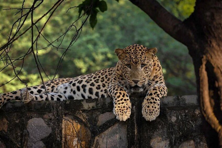 Jhalana Leopard Safari Jaipur 1