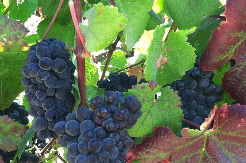 Pinot noir grapes 3